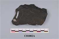 藏品(筆石展示板)的圖片